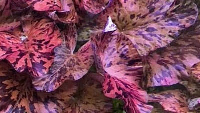''BUY 2 GET 1''  FREE RED TIGER LOTUS 1 BULB - NYMPHARA ZENKERI -  SUPER PRICE !