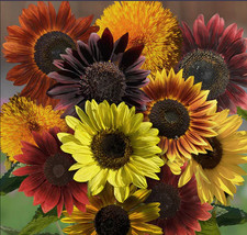 Sunflower GOLDEN HOUR MIX Heirloom Tall Branching Warm Tones Non-GMO 100 Seeds