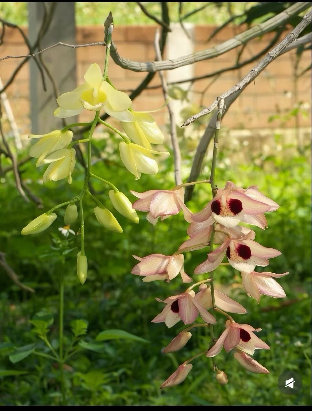 Thailand Dendrobium pulchellum Rare Species Orchid Blooming Size Fragrant tropic
Opens in a new wind