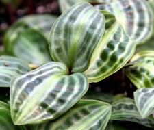 Geogenanthus poeppigii aka G. undatus 