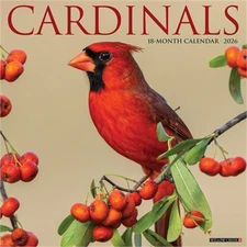 Cardinals 2026 12 X 12 Wall Calendar (Bookbook - Detail Unspecified)