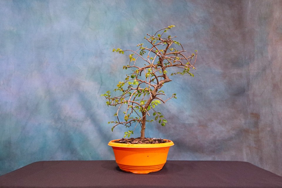 CHINESE ELM PreBonsai Tree! Cold Hardy! Curved Trunk! eBay