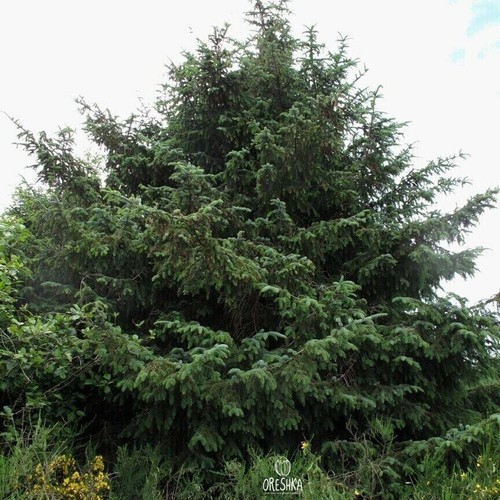 Picea sitchensis 20 piezas semillas frescas, semillas de abeto Sitka, árbol de hoja perenne, - Imagen 7 de 8