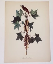 Vintage Audubon J James Birds of America Adler Traill's Flycatcher Lithograph