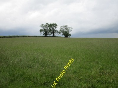 Photo 6x4 Grass field and three ash trees Falcutt Off Wappenham Road. c2016