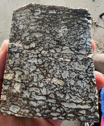 Agatized Dino Bone Block Cut - 620 grams
