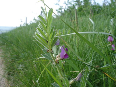 Photo 6x4 Common Vetch - Vicia sativa Litlington/TQ5201  c2009