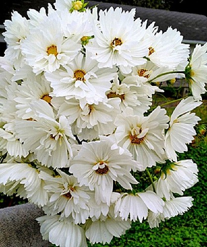 Cosmos bipinnatus Fizzy White x 20 seeds. Very easy to grow. - Picture 3 of 3