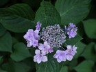 Foto 11 di 14