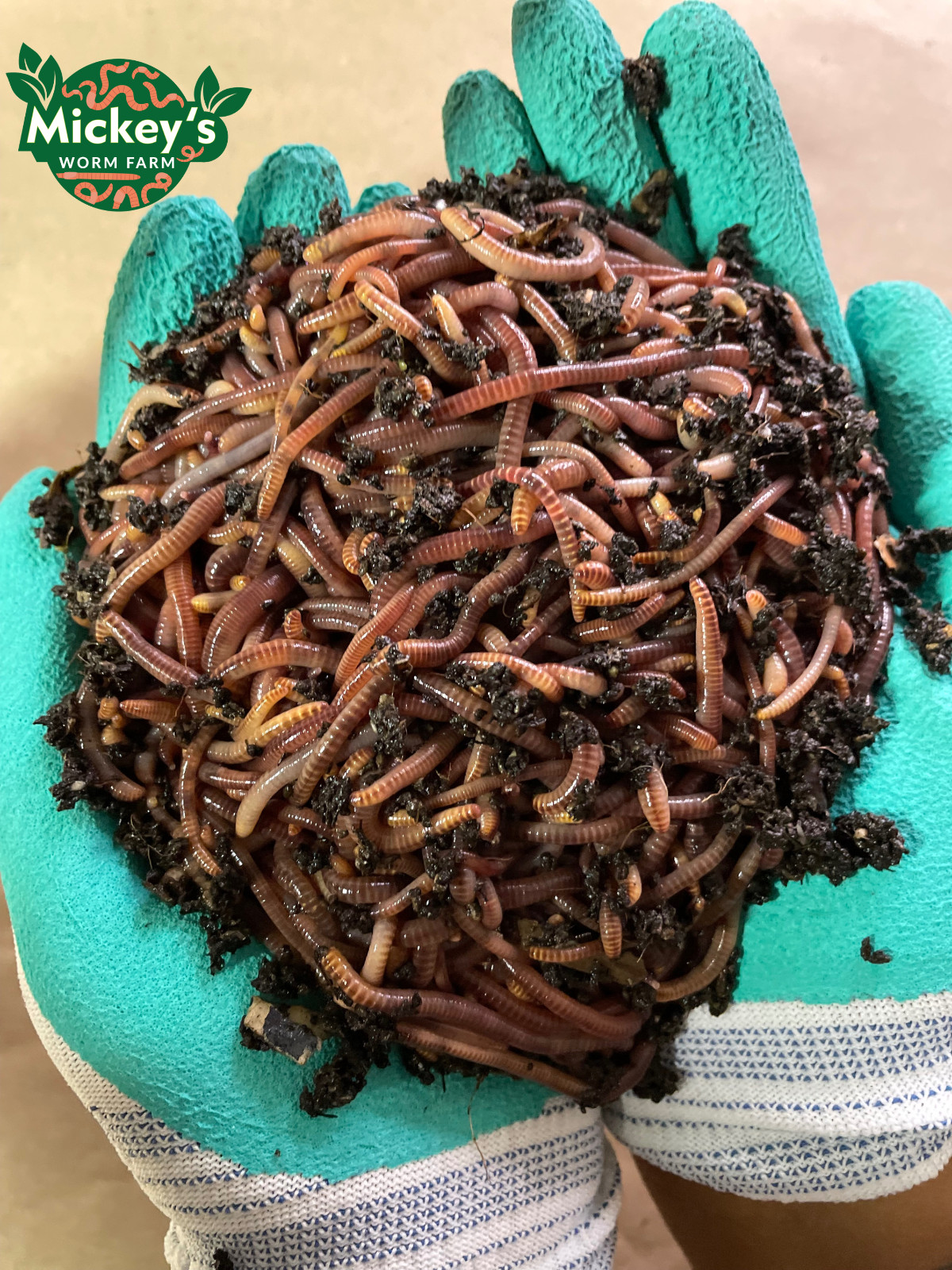 European Nightcrawlers Live Bait Worm Pet Food Axolotis Reptile Bird 50