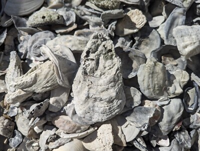 150 Lb. Oyster Shell Landscaping, Aquascaping, Decoupage,Crafting. 2''-6''+