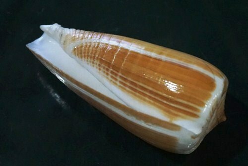 Conus Radiatus 95.2 mm F+++ BIGGEST on EBAY collectible beauty WOW!!! - Foto 5 di 9