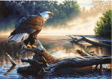 Paint by Numbers Kit Eagle Animal Nature DIY Paint for Adults 16x 20in