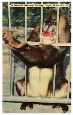 Miami FL Mandrill Baboon Monkey Jungle c.1939 Vintage Linen Postcard