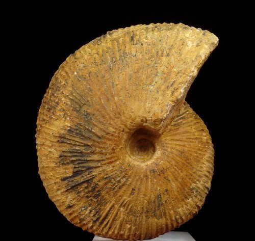 AMMONITE - Macrocephalites --- 9 cm -- JURASSIC CALLOVIAN -------- POLAND /pe376 - Picture 12 of 12