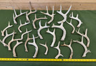 New ListingLot of 23 Whitetail Deer Antlers from Texas - Lot #520-3