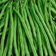 Premium Tendergreen Improved Stringless Bush Bean - Fresh Non-GMO Seed  Popular!