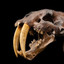 SabertoothComics