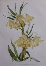 1903 Fritillaria Askabadensis print. Yellow flowers. Antique lithograph. 