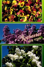 Lilac Festival Rochester New York Flowers Vintage Postcard Card