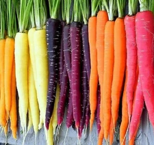 500++ Organic Rainbow Blend Mix Carrot Seeds | Heirloom | Fresh Garden Seeds
