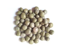 Eva Impex Sagargota Powder – Caesalpinia Bonduc Herb