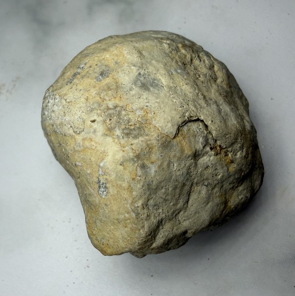 Large Fossil Bivalve Internal Mold - Authentic Marine Specimen - Natural