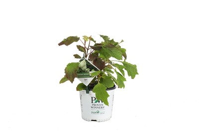Gatsby Moon Oakleaf Hydrangea (Quercifolia) Live Shrub, White to Green Flower...