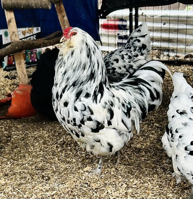 #ad **2 Ermine Americauna Hatching Eggs** Chicken Eggs $22.95