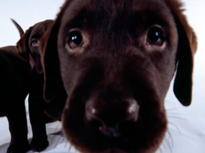 2 DVD HD Stockfotos JPEG Bilder Fotografien gemischt niedliche Hunde Mix