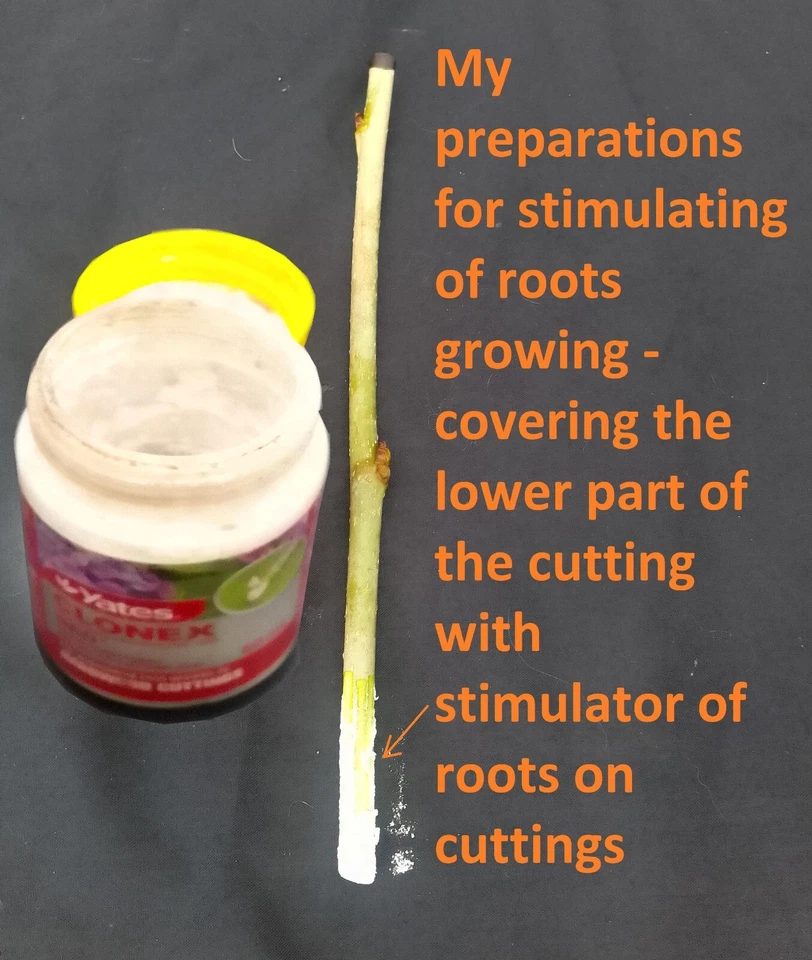 Strawberry tree cutting for rooting and propagation - Image 3 of 4