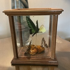 Vtg Butterfly Diorama Display Taxidermy By Ro...