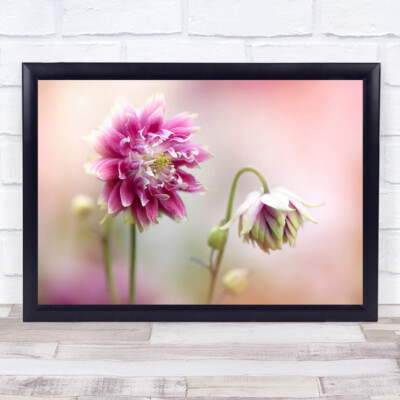 Rosa Blume Aquilegia Blumen Bokeh Romantik Romantik Makro Wandkunstdruck