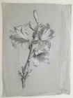 Flowers Botanical Original Drawing Henri Vogelsang 52X39 CM 19th Century