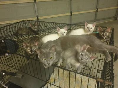 Munchkin Kittens For Sale Cats Kittens Gumtree Australia