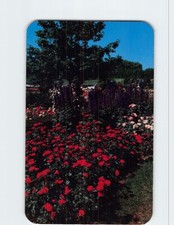 Postcard Floribunda Rose Siren with Delphinium Jackson & Perkins Rose Garden NY