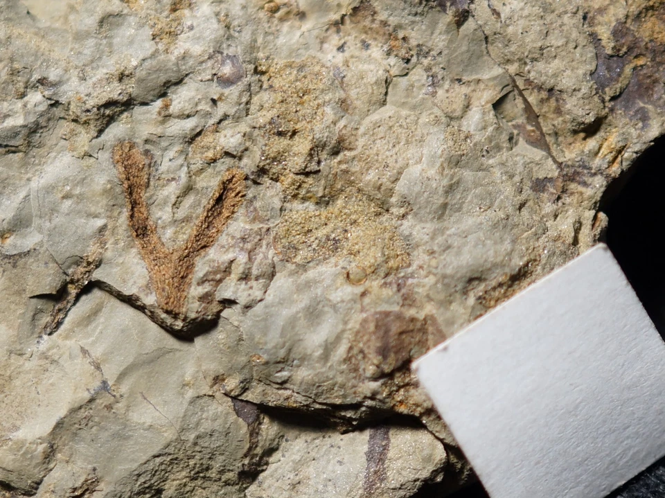Extremely rare ! very unique Silurian plant fossil oldest clubmoss lycopsid ! - Image 3 of 4