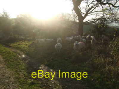 Photo 6x4 Care sheep at two o'clock  c2009