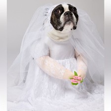 Dog Bride White Wedding Gown Cute Fancy Dress Up Halloween Pet Dog Costume Sz L