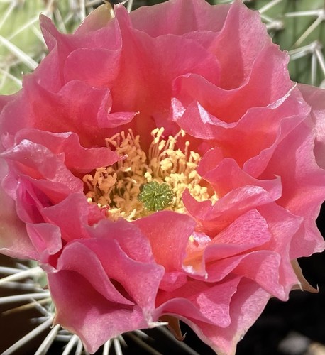 OP04: Prickly Pear ‘Grand Mesa Peach’ Cold Hardy Cactus Cutting O. rhodantha - Picture 2 of 3