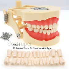 28PCS Dental Restorative Typodont Model Teeth Replacement Screw-in Frasaco ANA-4