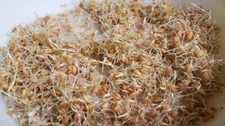 100 Rye Seeds Sprouting Seeds Cat Grass