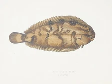 Antique Fish Print, Sole, Flatfish, Couch - c.1850 Colour Print 177