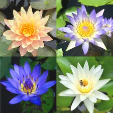 4 Pack Live Hardy Water Lilies Pre-Grown Tuber Orange, Blue, Purple, White