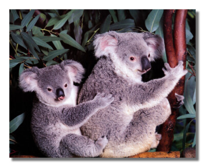 Koala Bear w/ Joey Hangs in Eucalyptus Tree Photo Wall Picture 8x10 Art Print