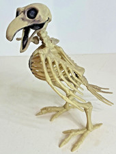 Bird Crow Raven Skeleton Bones GreenBrien international inc