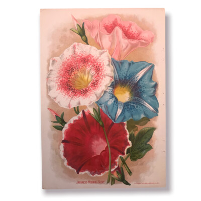 Antique Japanese Morning Glory Litho By H M Wall  7  X 10   Lithograph Art 1903
