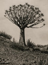 1929 Vintage AFRICA Aloe Tree And Cactus Plant Landscape Photo Gravure Art 11X14