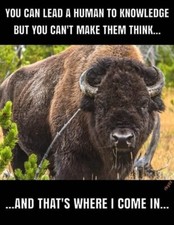 Funny Buffalo refrigerator magnet 3 1/2 x 4 1/2" Made in the USA