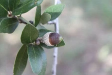 20 Fresh Acorns, Canyon Live Oak Tree  (2025 Acorns)